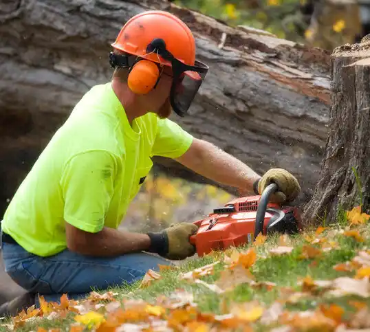 tree services Bergholz